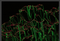Thumbnail for version as of 13:37, 1 July 2014